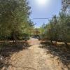 Rif. 541 | Tripi - Abakainon fraz. Campogrande | Casetta in pietra con uliveto privato, a pochi chilometri dal mare