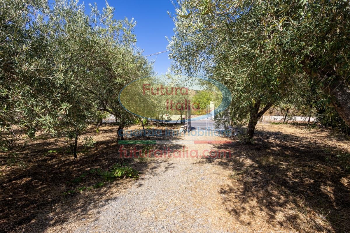 Rif. 541 | Tripi - Abakainon fraz. Campogrande | Casetta in pietra con uliveto privato, a pochi chilometri dal mare
