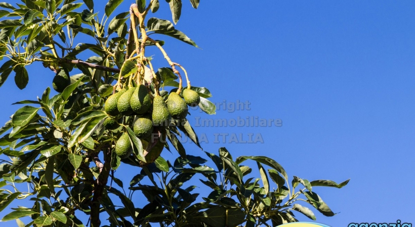 Rif. 465 - Rometta - Piantagione di avocado in VENDITA Rif. 465 - Rometta - Piantagione di avocado in VENDITA